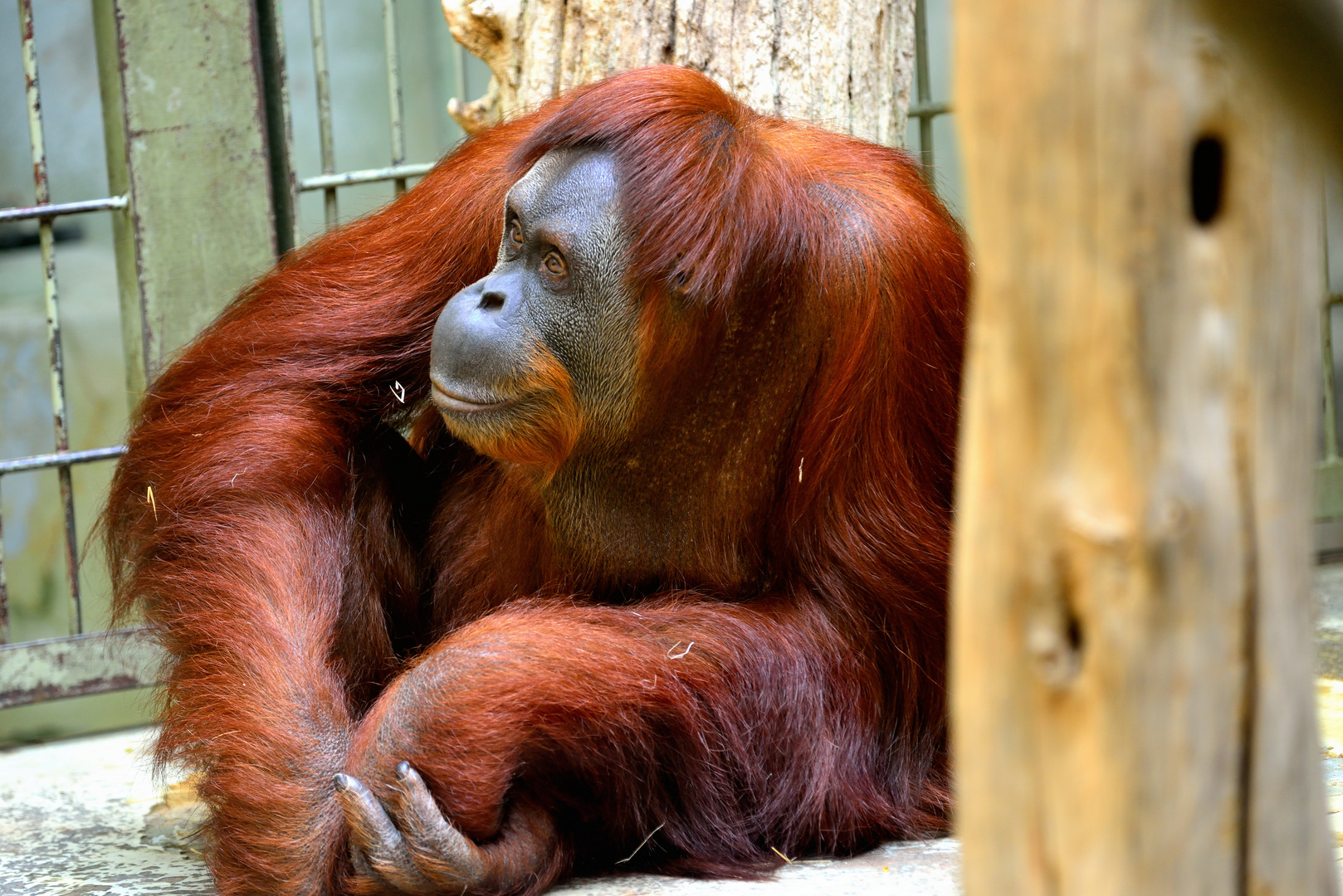 Zoo Besuch