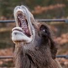 Zoo Besuch zu Weihnachten 2015