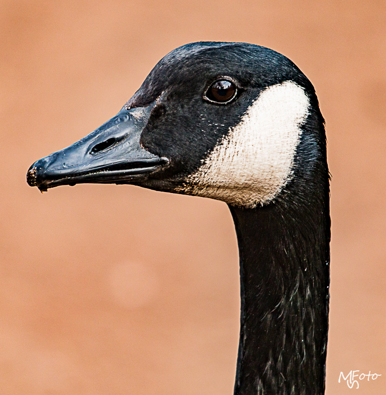 Zoo Besuch zu Weihnachten 2015