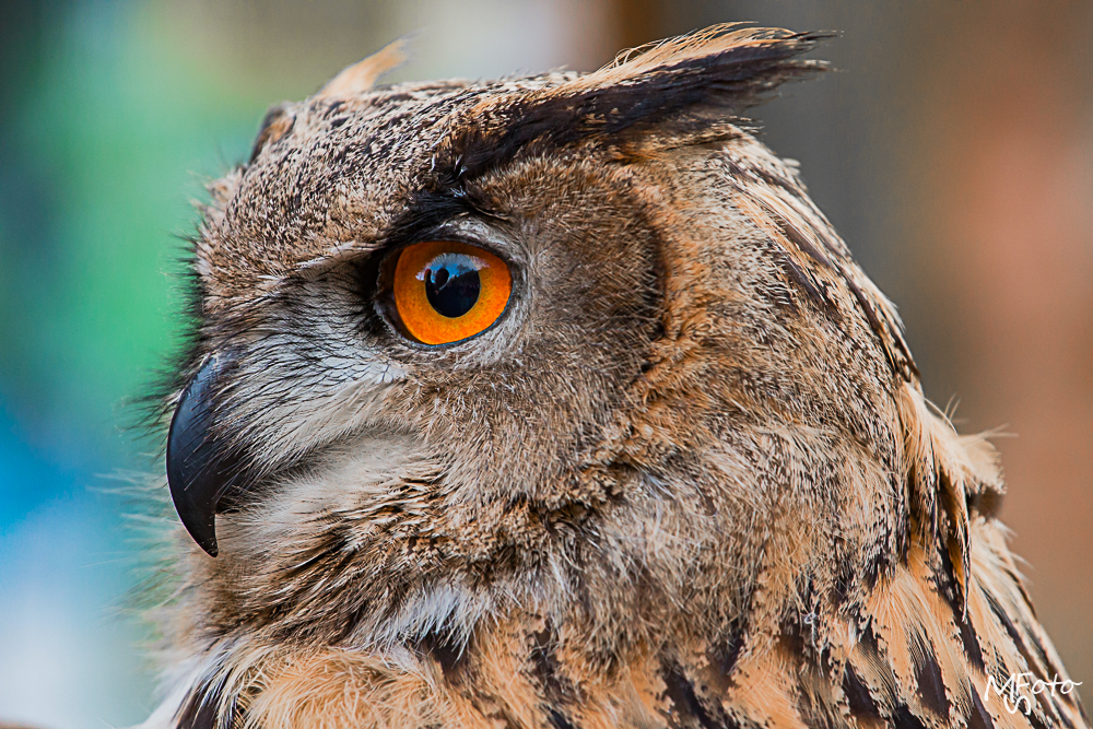 Zoo Besuch zu Weihnachten 2015