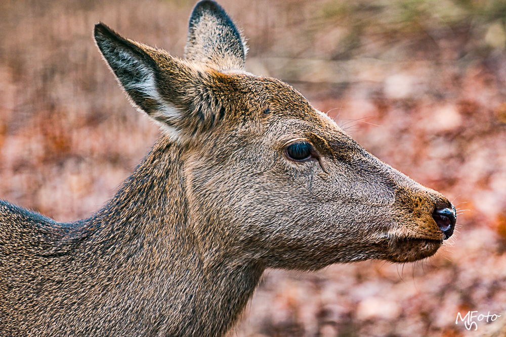 Zoo Besuch zu Weihnachten 2015