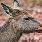 Zoo Besuch zu Weihnachten 2015