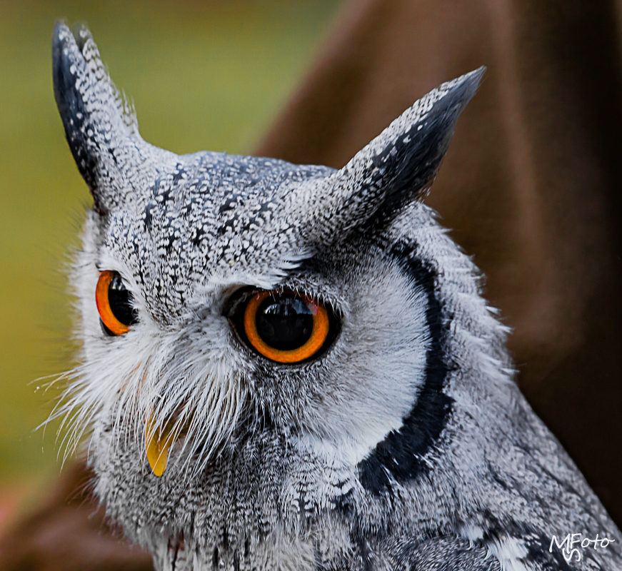 Zoo Besuch zu Weihnachten 2015