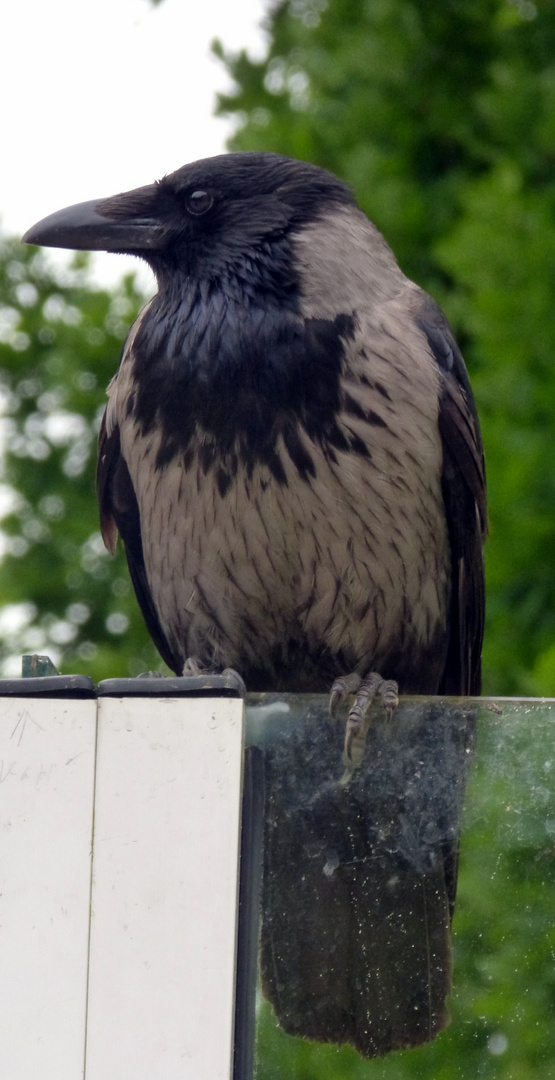 Zoo-Besucher