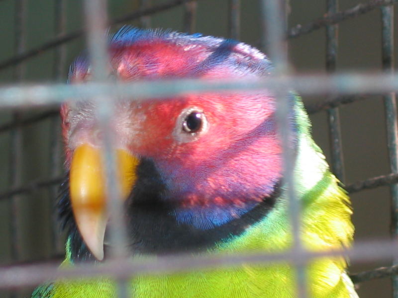 zoo bird