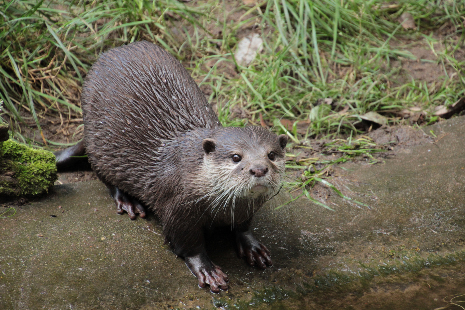 Zoo Braunschweig 09.2015