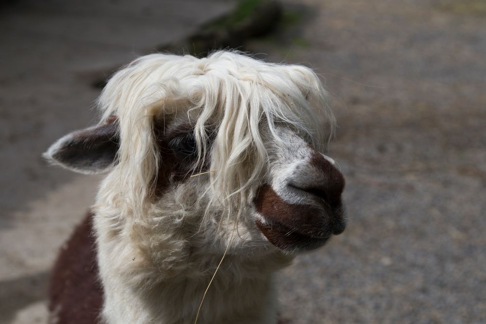 Zoo Bretten Friseur notwendig