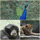 Zoo-Collage 2..