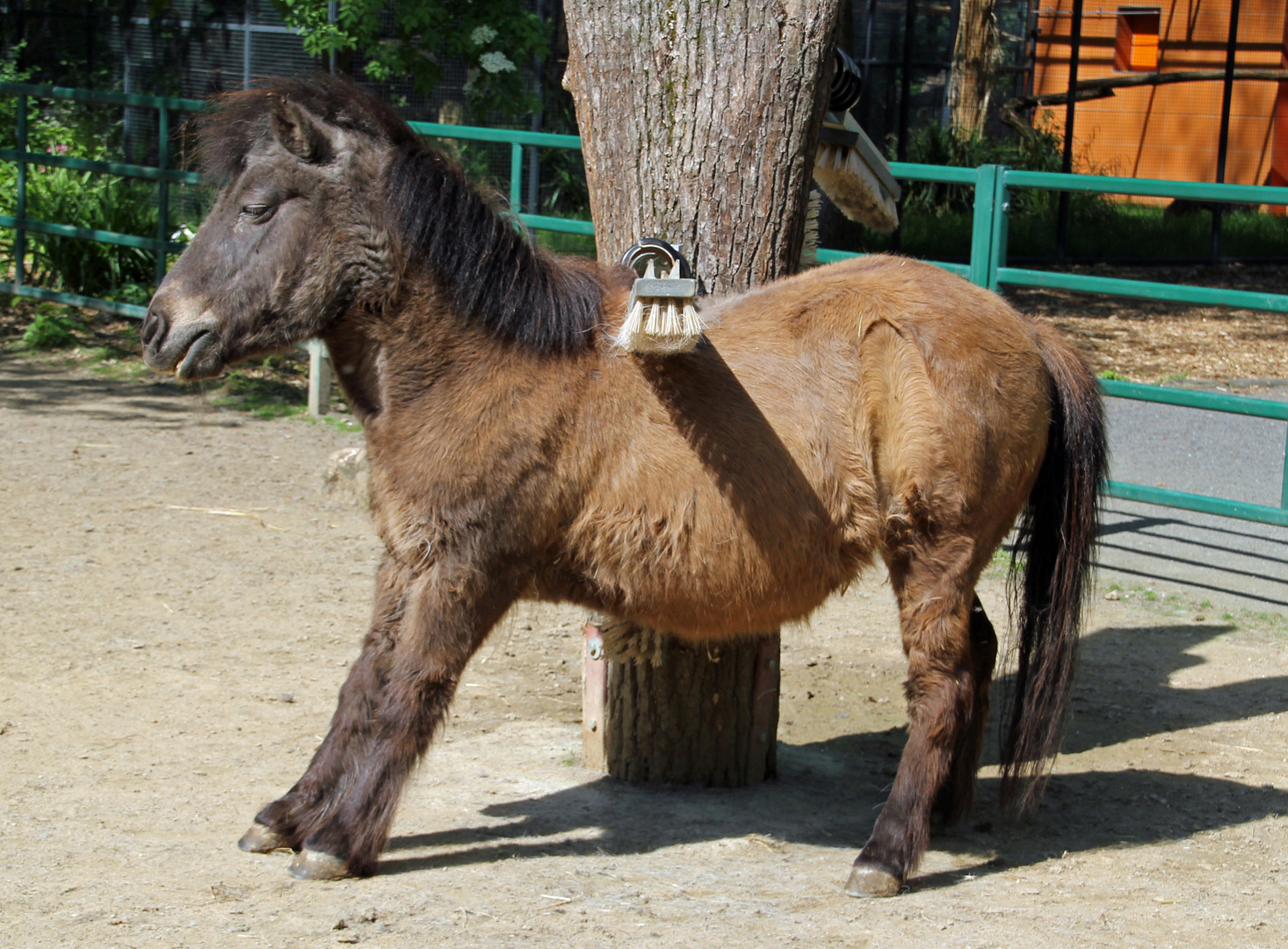 Zoo Cottbus: Bürstenmassage