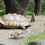 Zoo Cottbus: Die Geruhsame und die Hyperaktiven