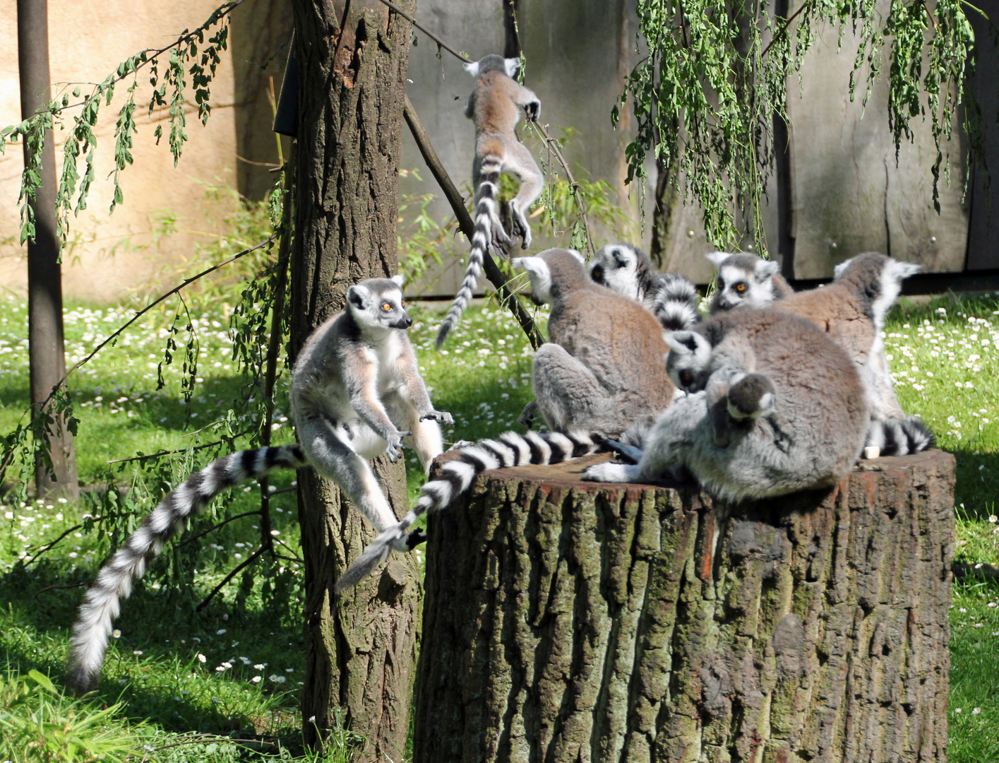 Zoo Cottbus: Einer kommt und einer geht.