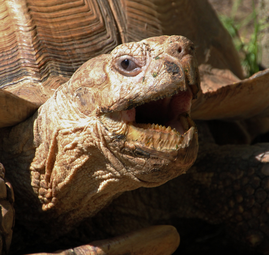 Zoo Cottbus: Gähnende Spornschildkröte