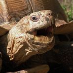 Zoo Cottbus: Gähnende Spornschildkröte