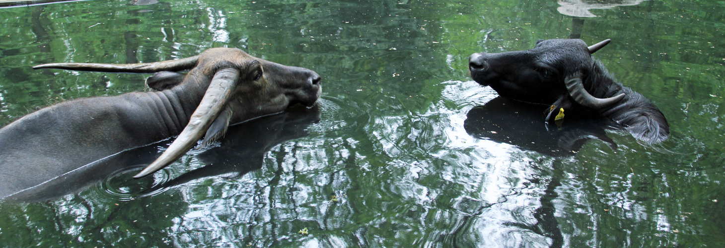 Zoo Cottbus: Hauswasserbüffel und Sumpfwasserbüffel