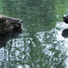 Zoo Cottbus: Hauswasserbüffel und Sumpfwasserbüffel