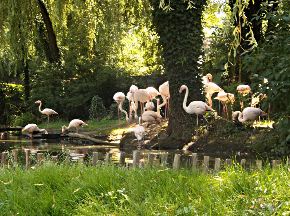 Zoo d'Amnéville.