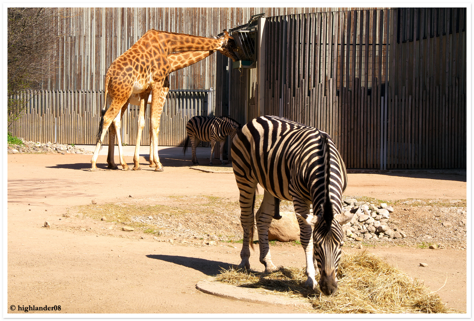 Zoo DD Giraffen und Zebras beim Frühstück 