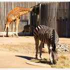 Zoo DD Giraffen und Zebras beim Frühstück 