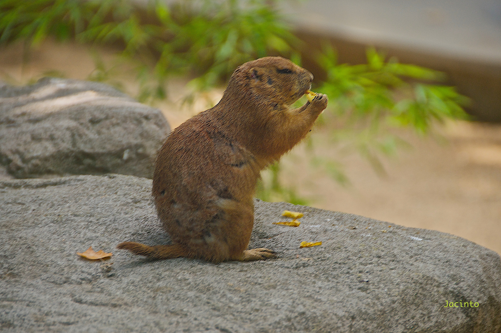 ZOO de ( BCN ) 2