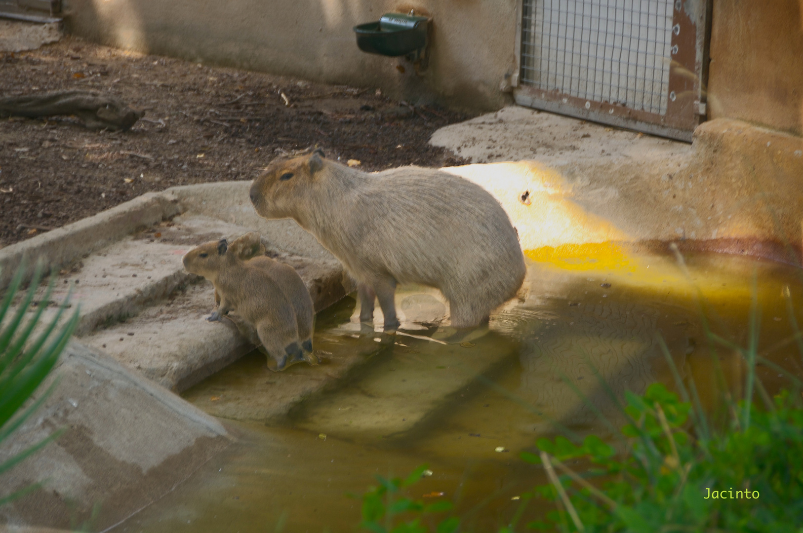 ZOO de ( BCN ) 3