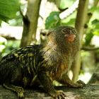 Zoo de Beauval