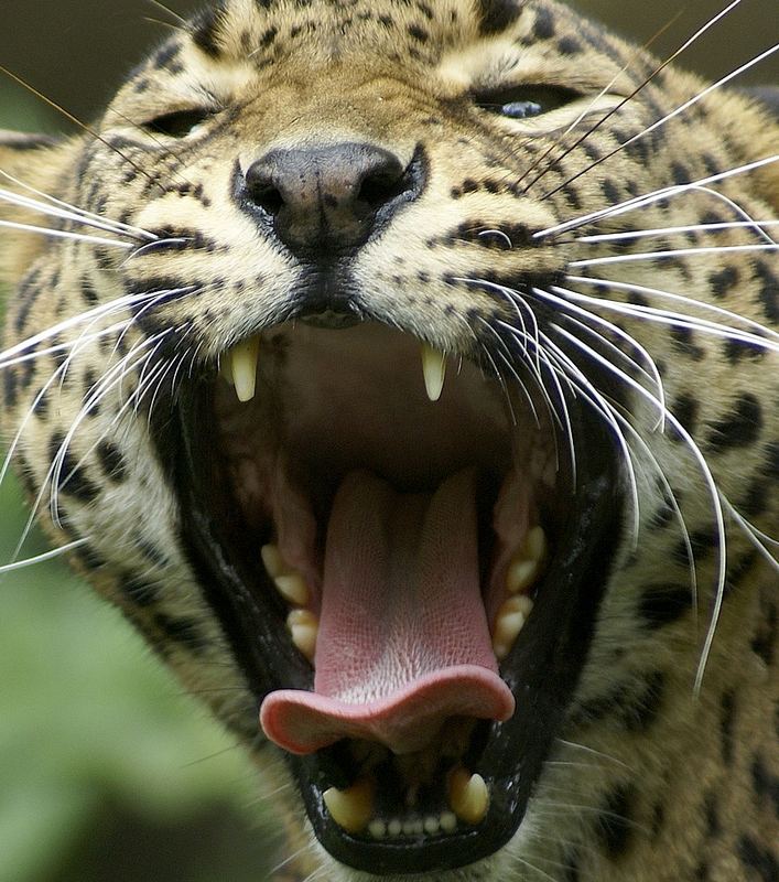 Zoo de Doué-la-Fontaine - Léopard de Ceylan