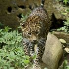 Zoo de Doué-la-Fontaine - léopard de Ceylan