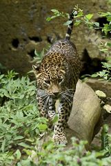 Zoo de Doué-la-Fontaine - léopard de Ceylan