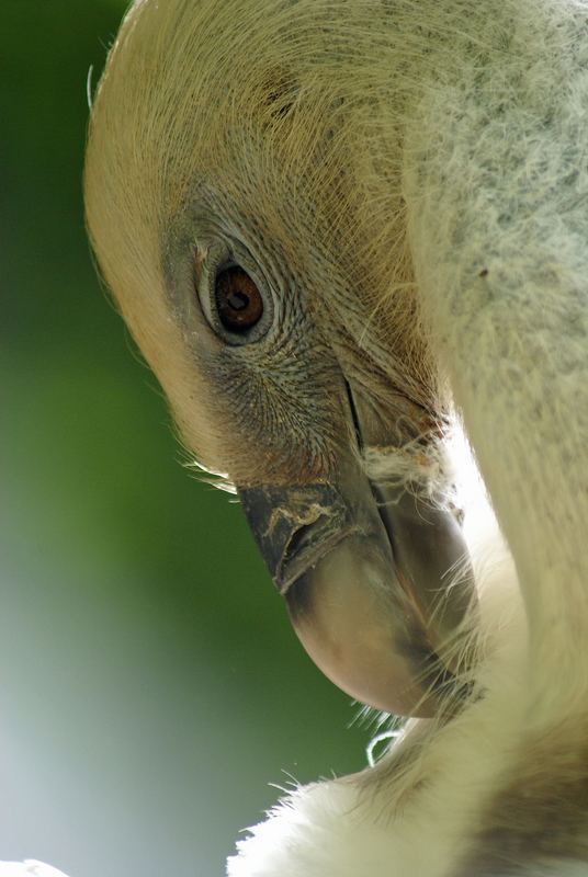 Zoo de Doué-la-Fontaine - vautour