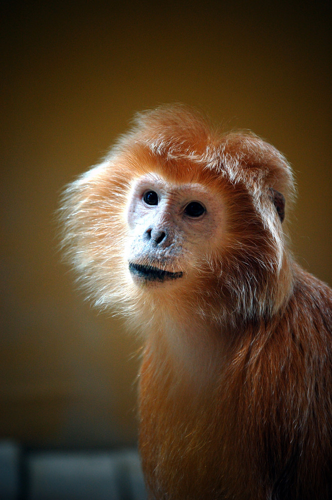 zOo de Gdansk en Pologne