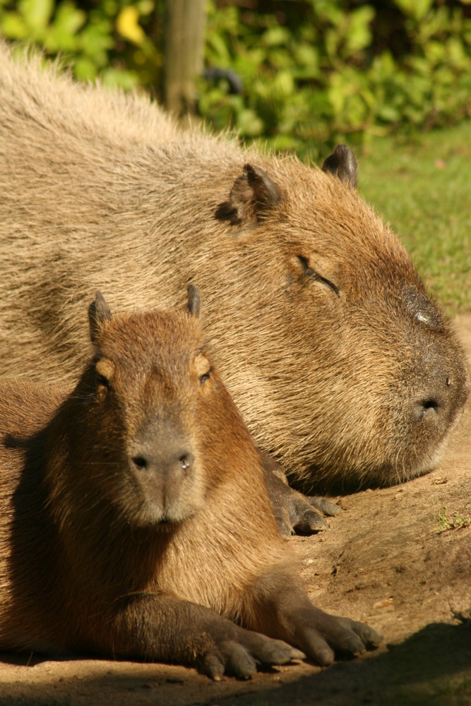 zoo de la flêche