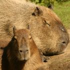 zoo de la flêche