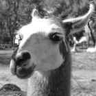 Zoo de Luján: guanaco