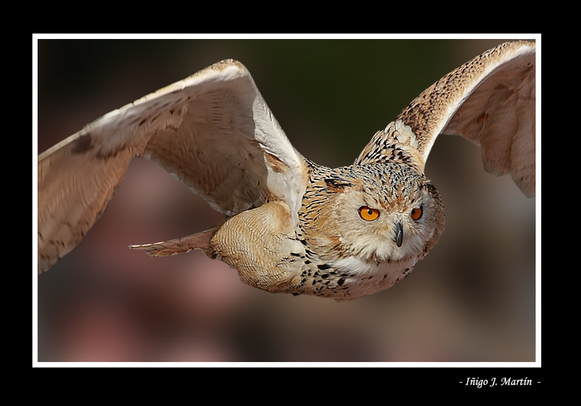 ZOO DE MADRID 1