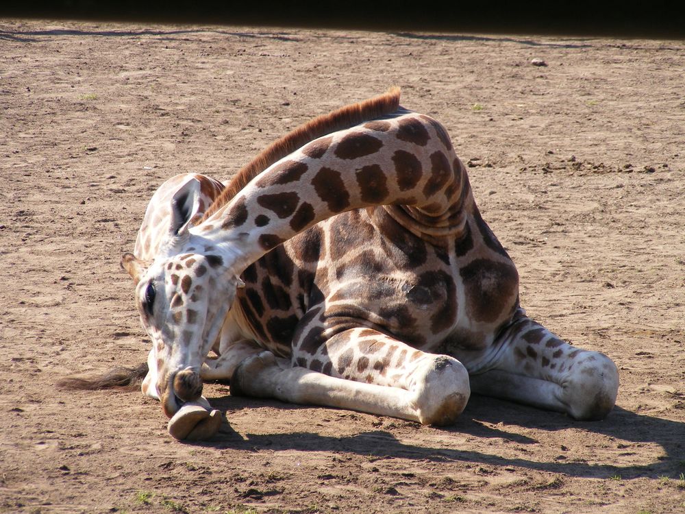 Zoo de Pont-Scorff (1)_Girafe