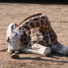 Zoo de Pont-Scorff (1)_Girafe