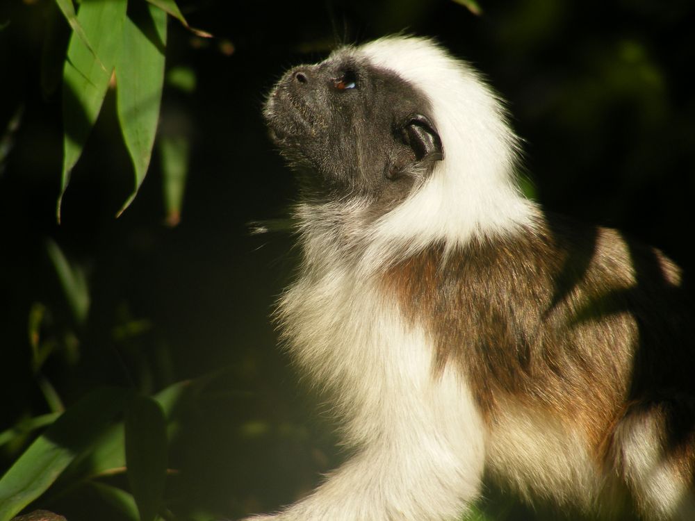 Zoo de Pont-Scorff (2)