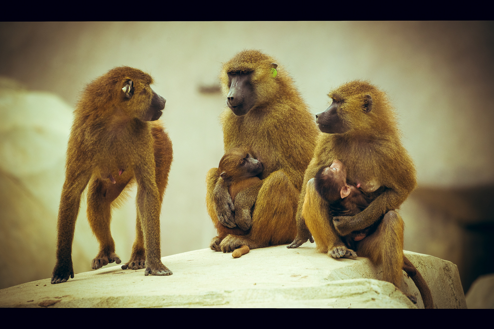 Zoo de Vincennes 1