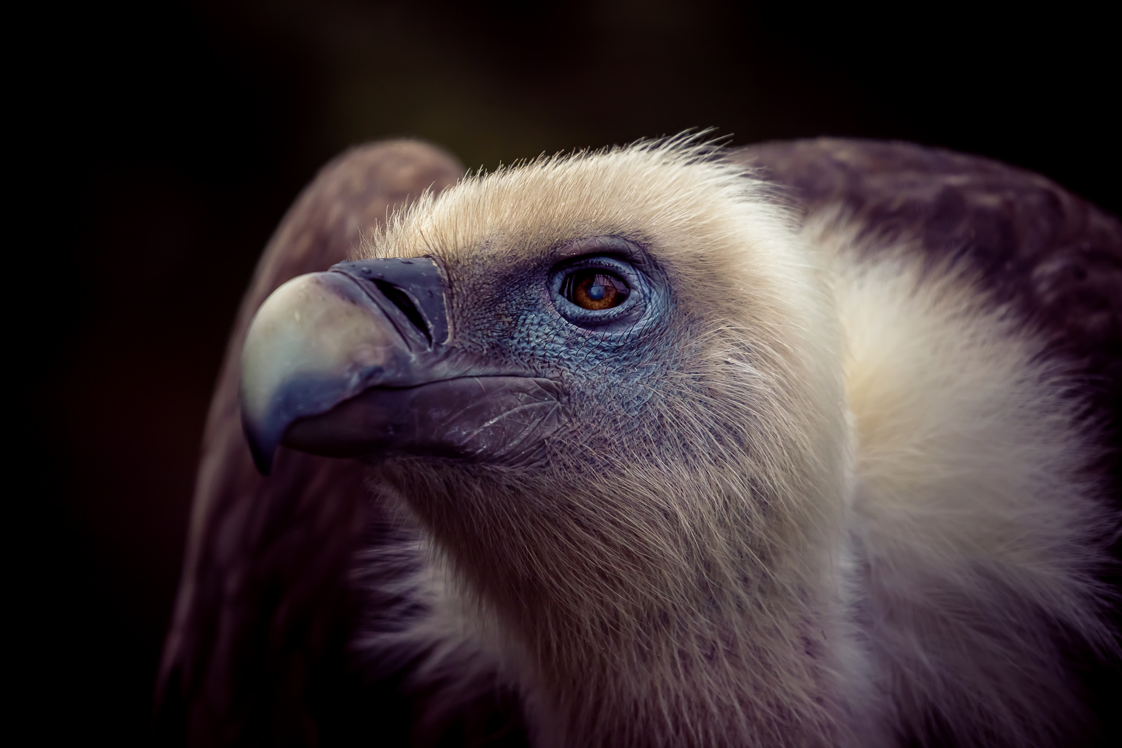 Zoo de Vincennes 2