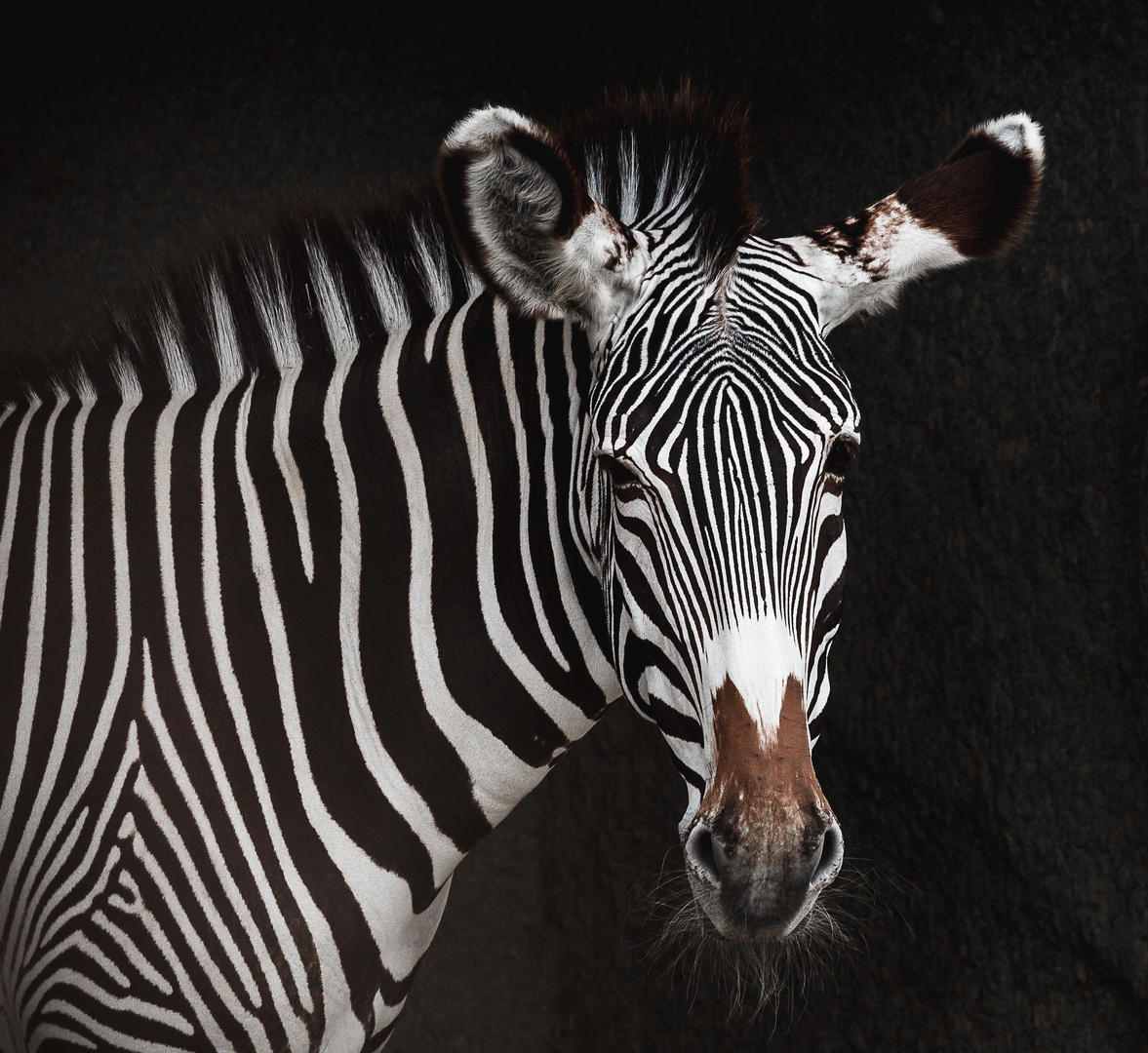 Zoo de Vincennes 3