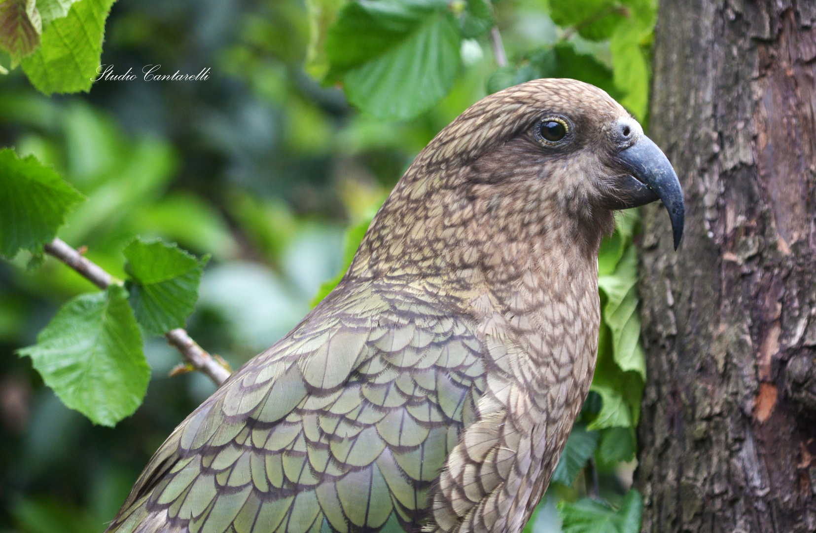 zoo del garda