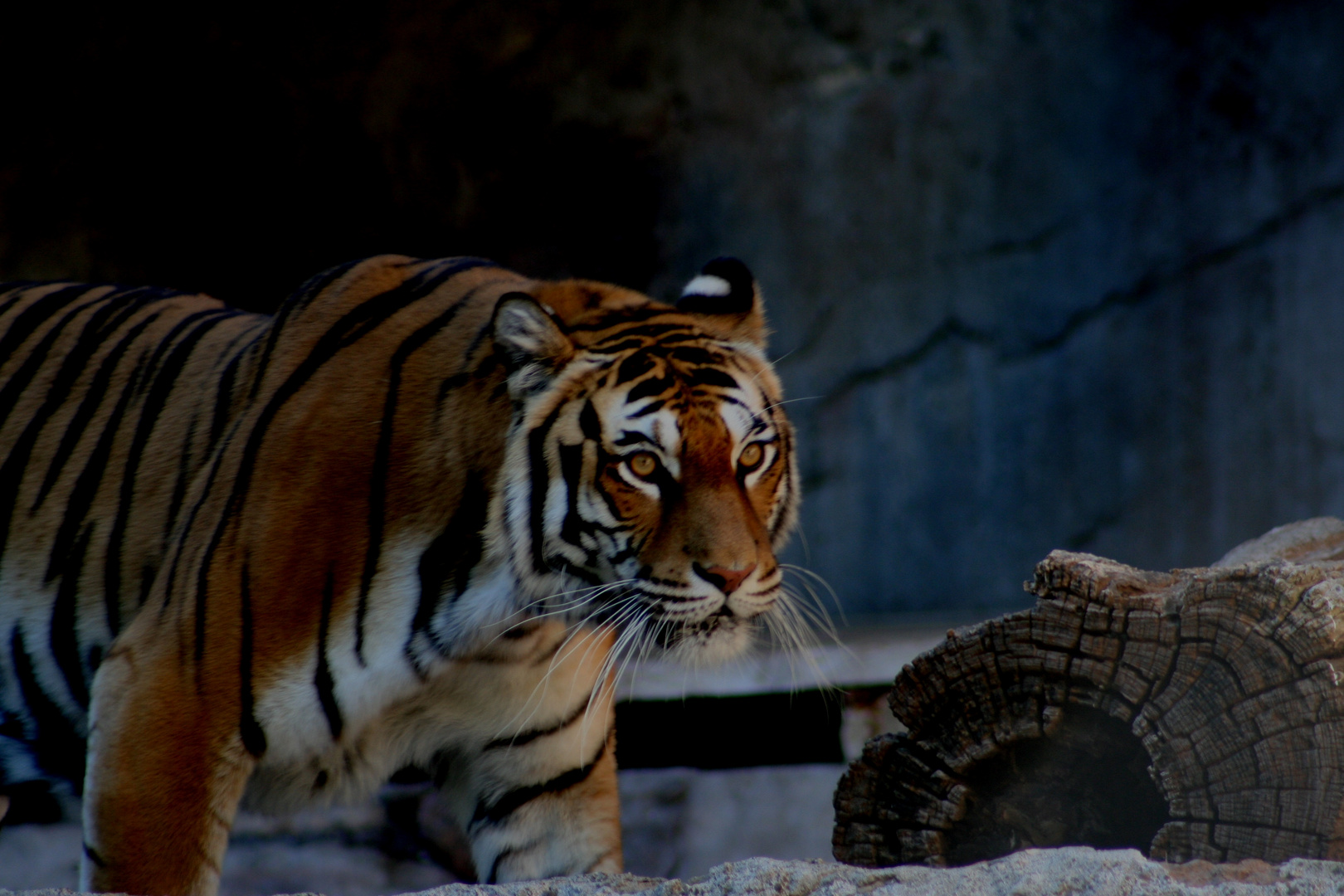 Zoo di Roma - Tiger