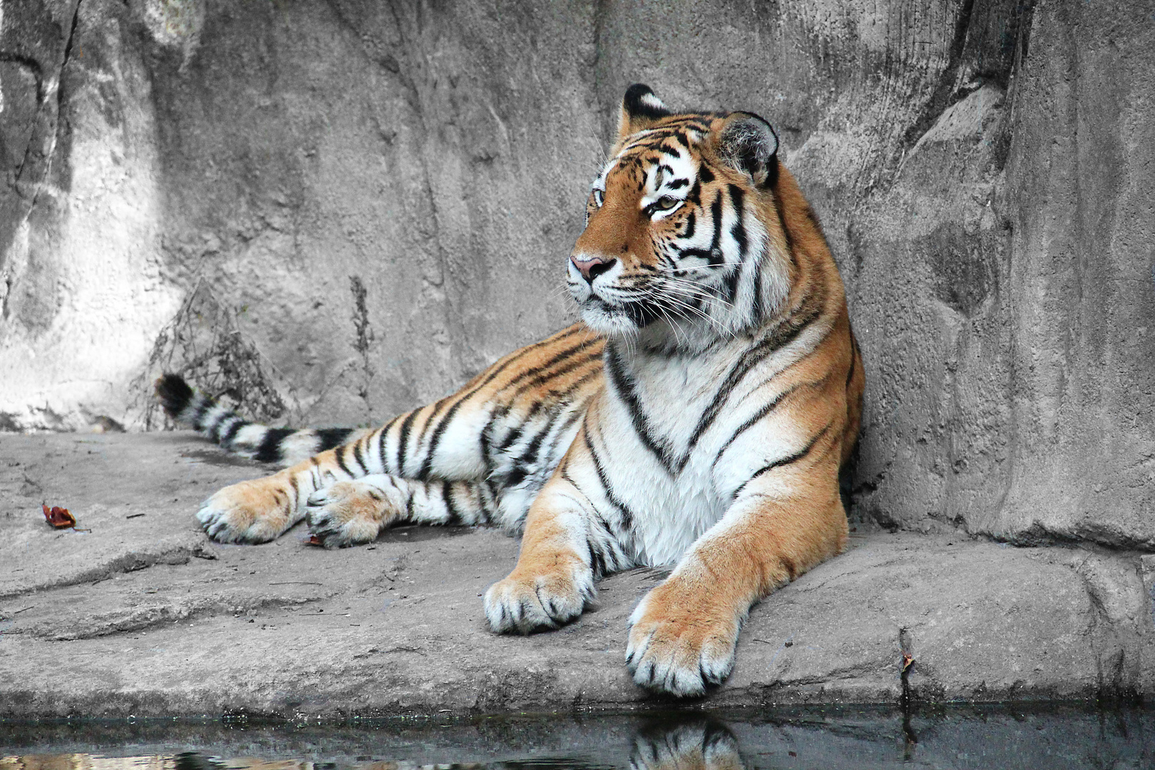 zoo di zurigo tigre