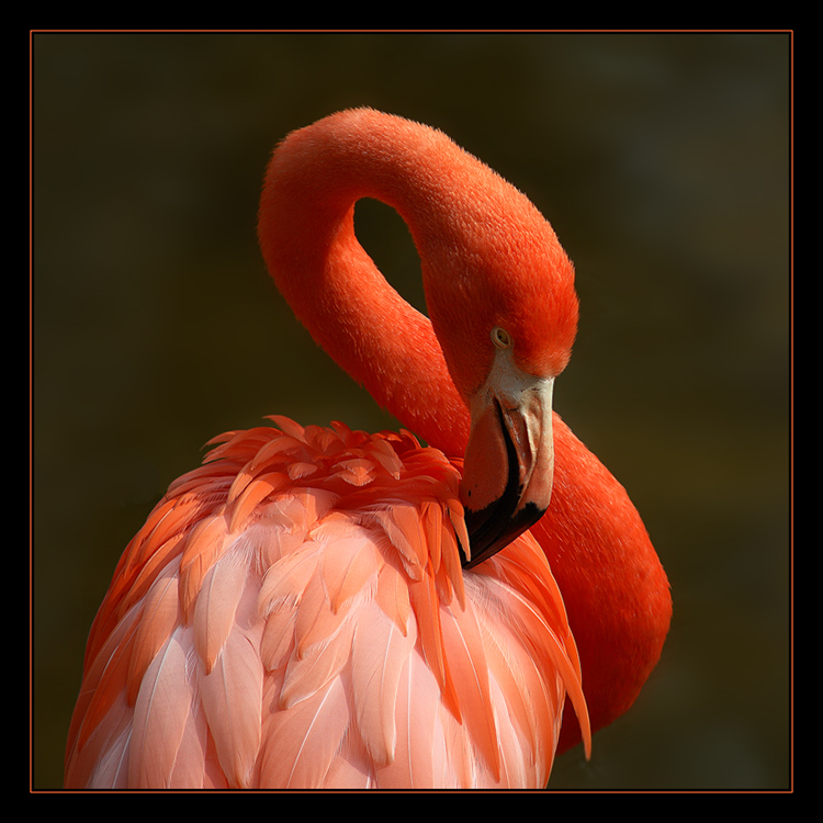 Zoo DO - Flamingo