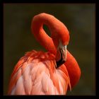 Zoo DO - Flamingo
