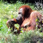 Zoo Dortmund 3