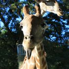 Zoo Dortmund