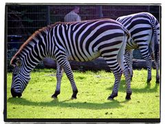 Zoo Dortmund III.