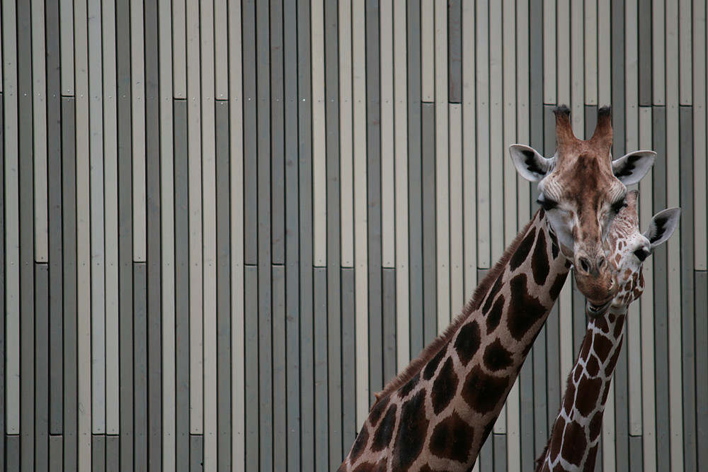 Zoo Dresden 1