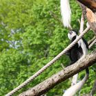 Zoo Dresden - Affe